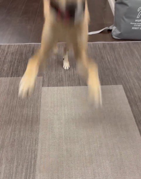 ピョンピョン飛んで駆け寄ってきた♪