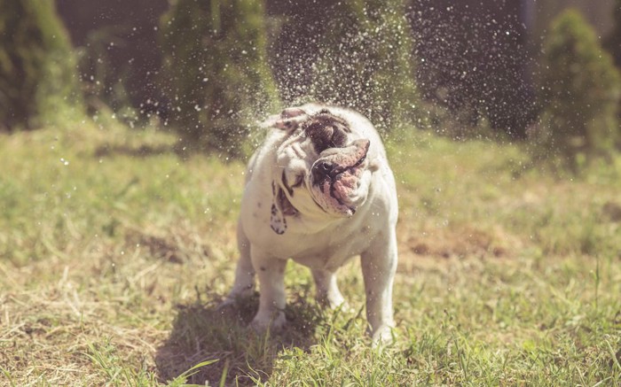 頭を振って水しぶきをあげる犬