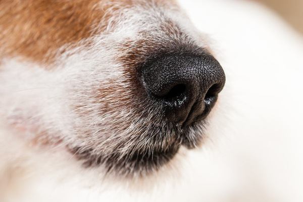 犬の鼻とマズルのアップ