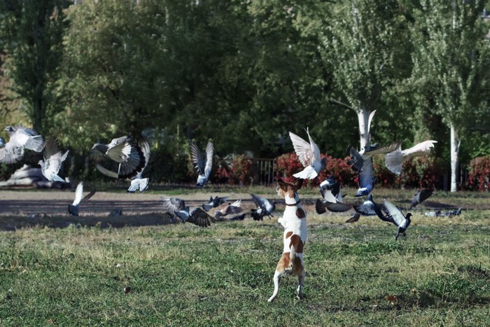 ハトを追いかける犬