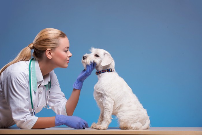 女性獣医師と白い犬