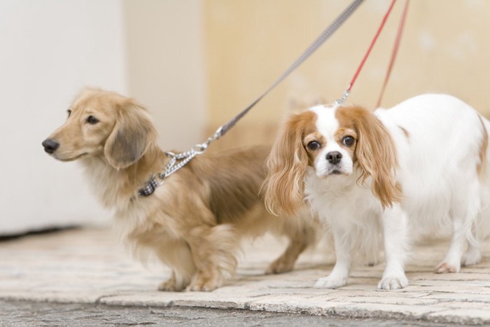 二匹の犬