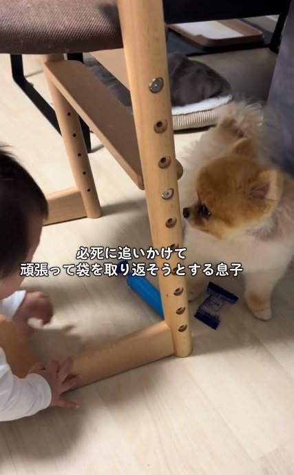 必死においかける赤ちゃん