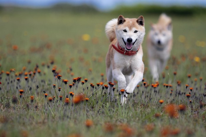 オレンジ色の花と二頭の柴犬