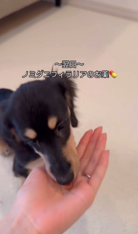 動物病院にきたこむぎちゃん8