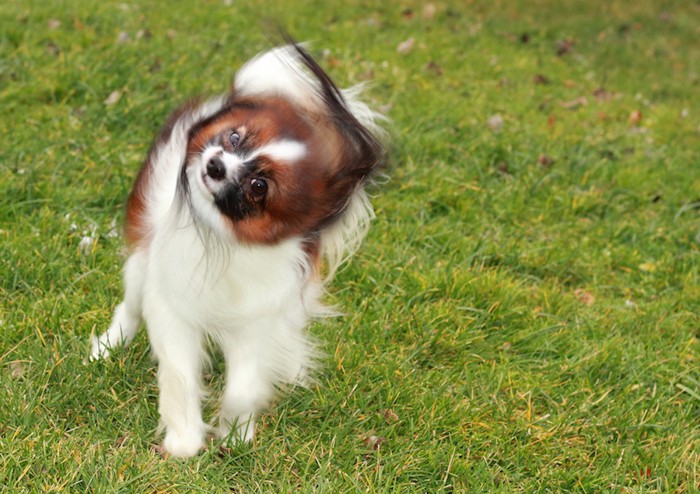 頭をフルフルする犬