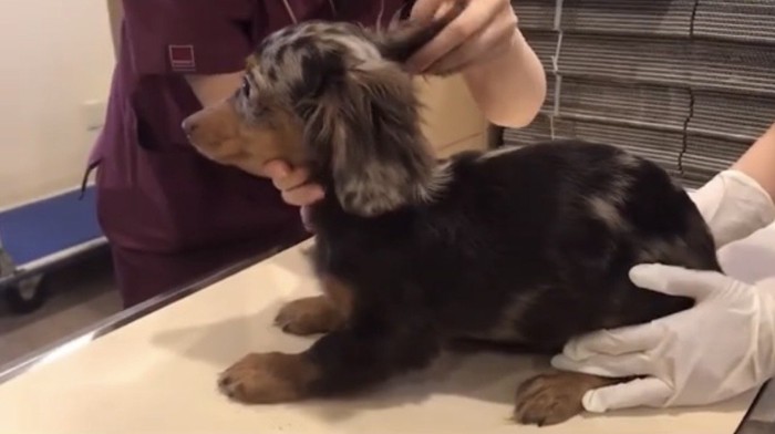 耳を触られる犬