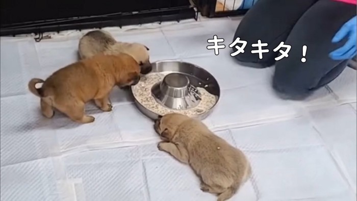 ご飯の前にいる子犬たち