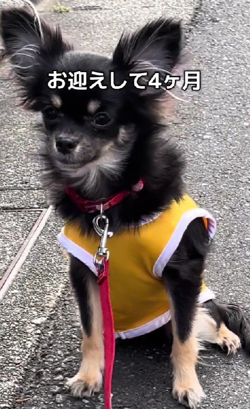 4ヶ月たったのに…