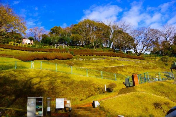 ドッグランを見上げた風景