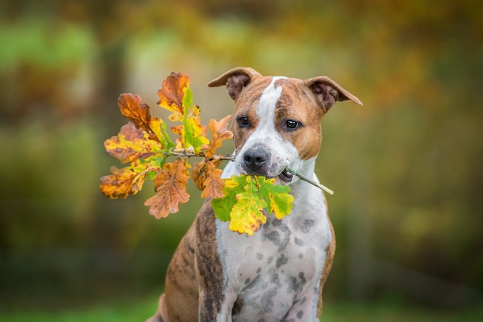 枝を咥える犬