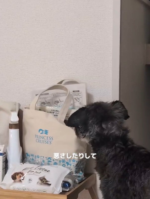 イタズラをするルアナちゃん