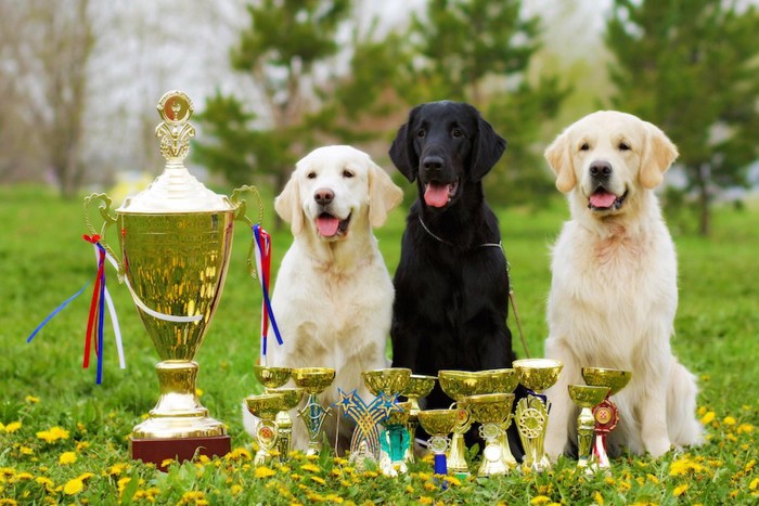 トロフィーの隣に座る3匹の犬