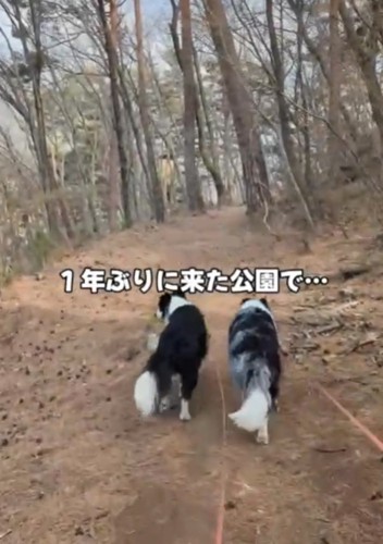 二匹のボーダーコリー