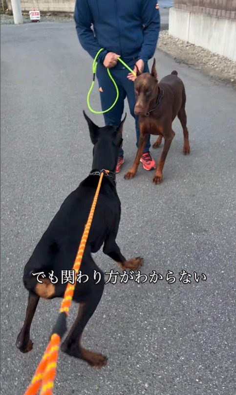 豹馬くんの変化4