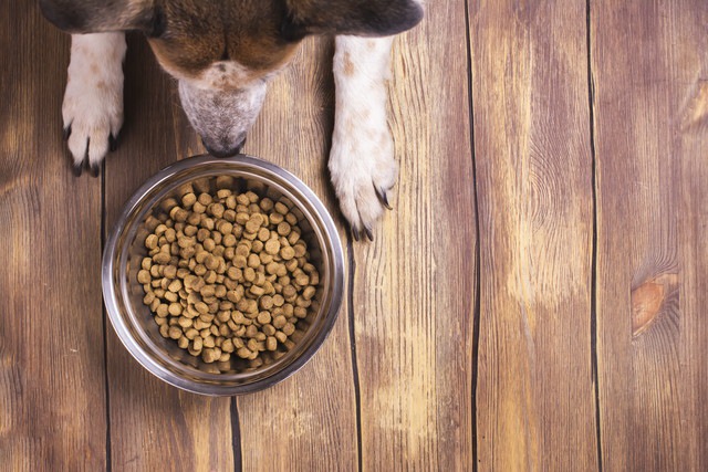 ご飯を前でマテをしている犬