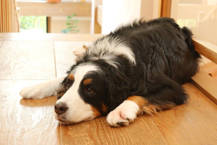 どこか悲しげに座っている犬