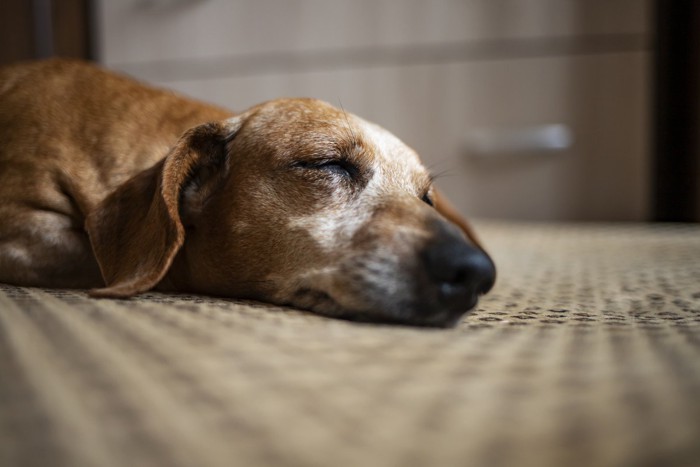 子犬のダックスフンド