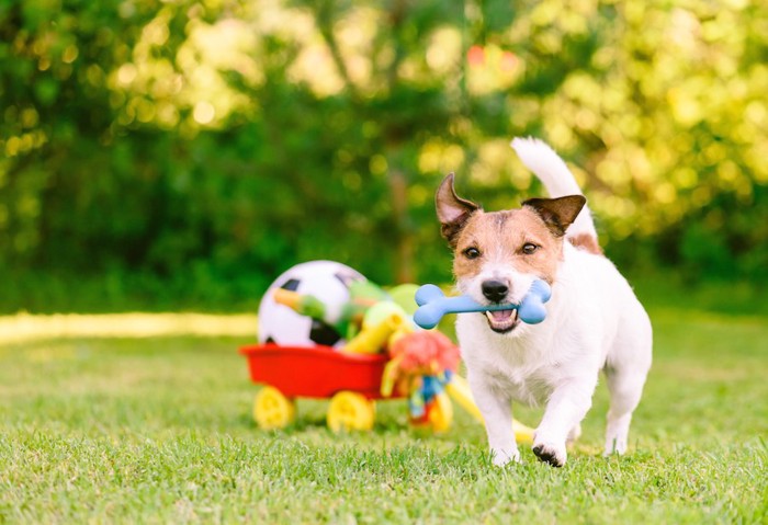 おもちゃの骨を咥えて走る犬