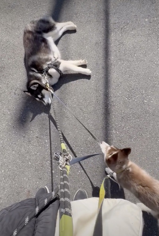 全力で引っ張る弟