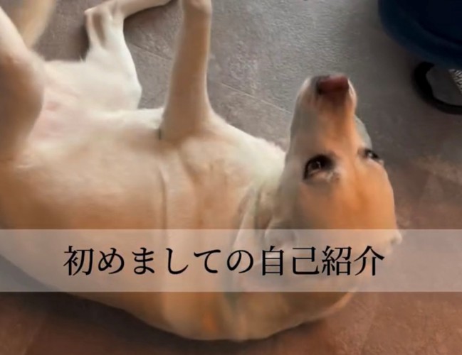 おなかを見せて寝転ぶ犬1