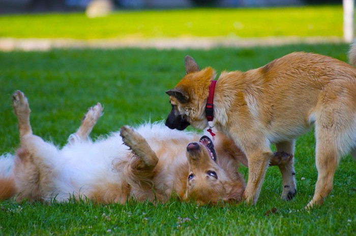 じゃれ合って遊ぶ2頭の犬