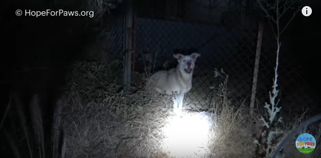 フェンスを背に立つ犬