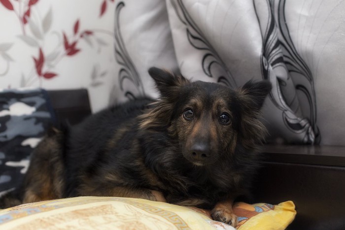 部屋の隅に隠れて怯える犬