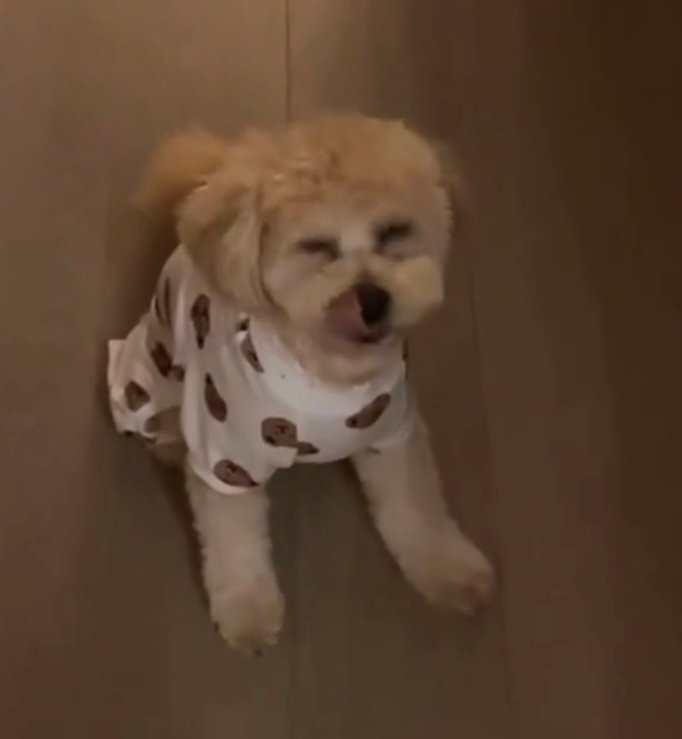 舌をぺろりと出す犬