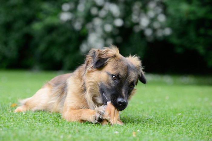 何かを食べる犬