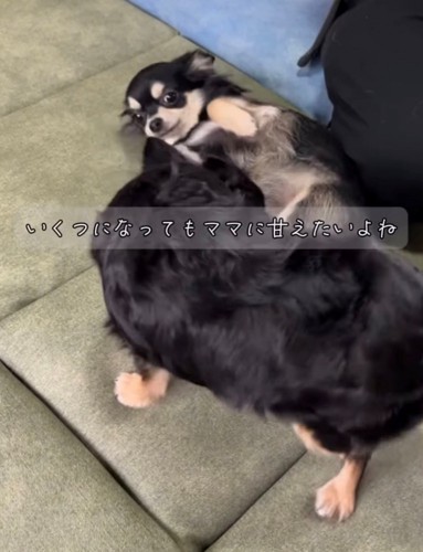 へそ天をする犬とそれを見る犬