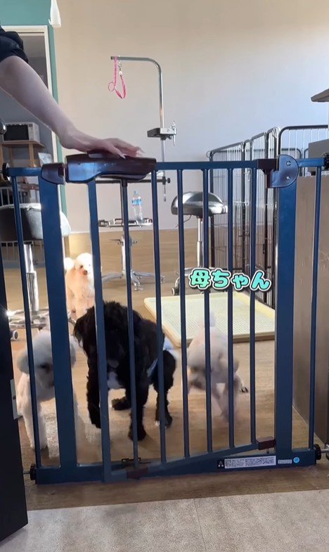 はるちゃん＆なつちゃんのお迎え6