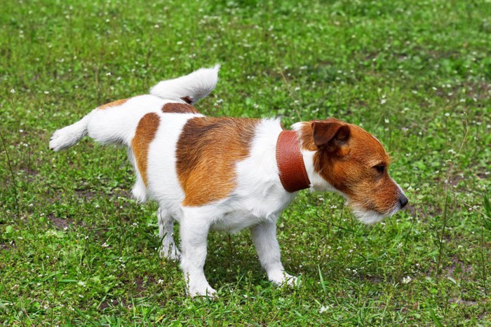 地面を蹴る犬