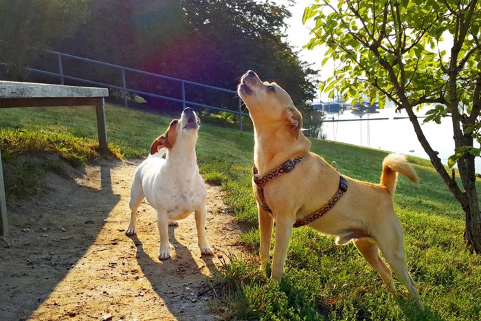 吠える2匹の犬