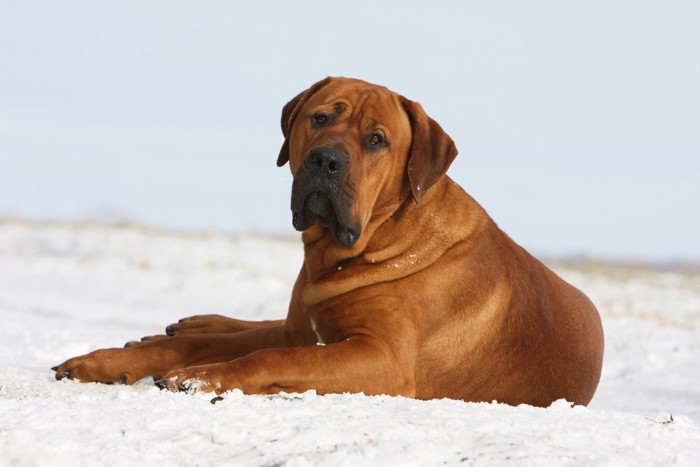 雪の上に伏せる土佐犬