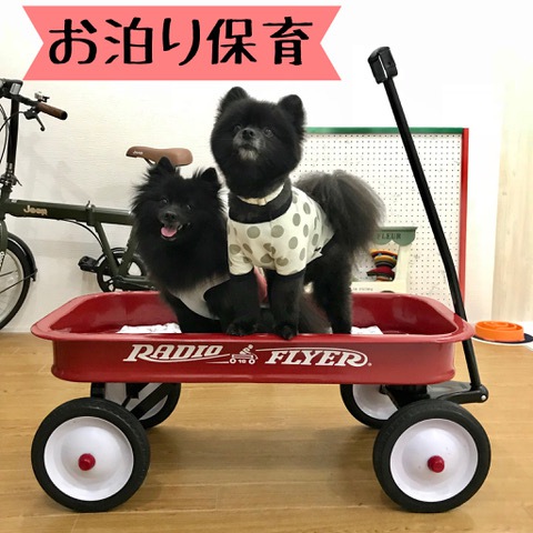 犬の寝顔