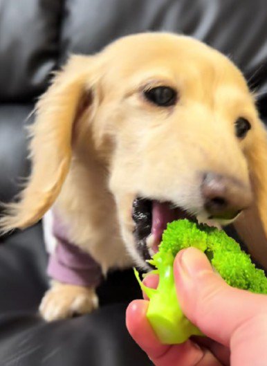 ブロッコリーを食べるくぅちゃん