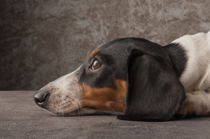 様子を見る犬