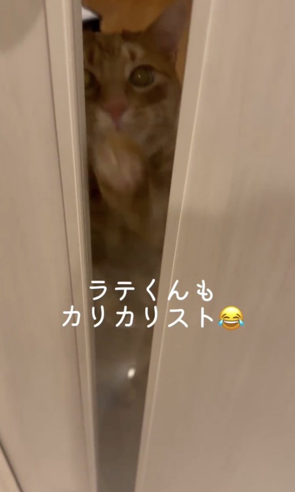 もう1人「カリカリスト」が