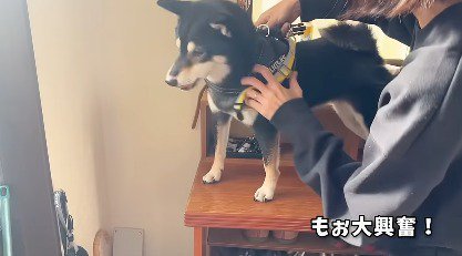 飼い主にハーネスをつけられる犬