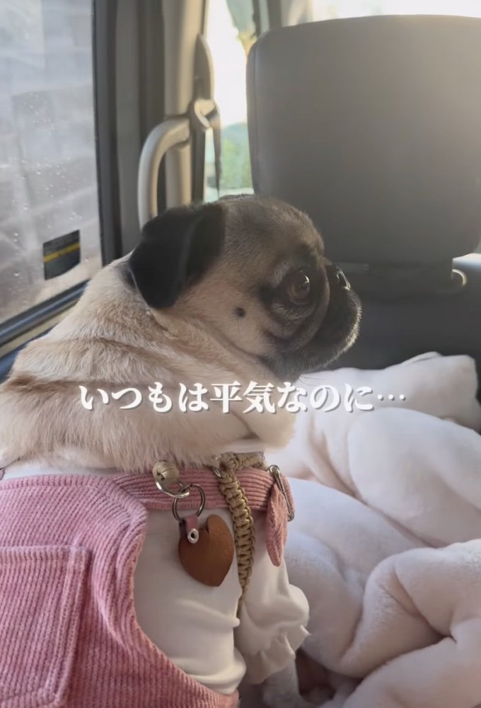 車の中で座る犬