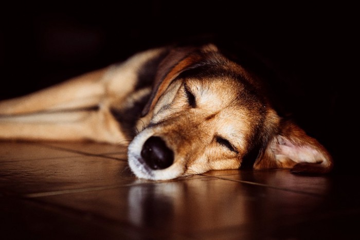 床の上で熟睡している犬