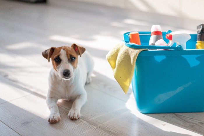 洗剤の入ったバケツと犬