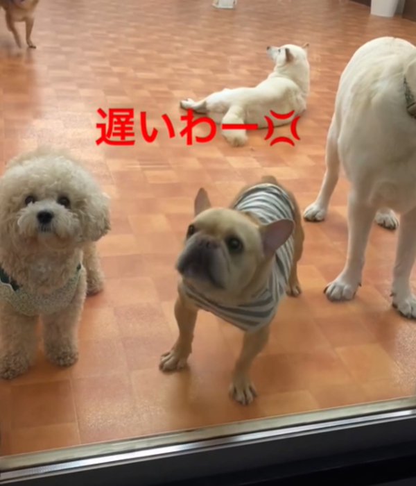 吠える犬2