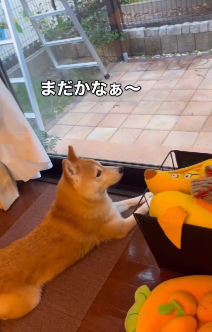 外を見る小春ちゃん