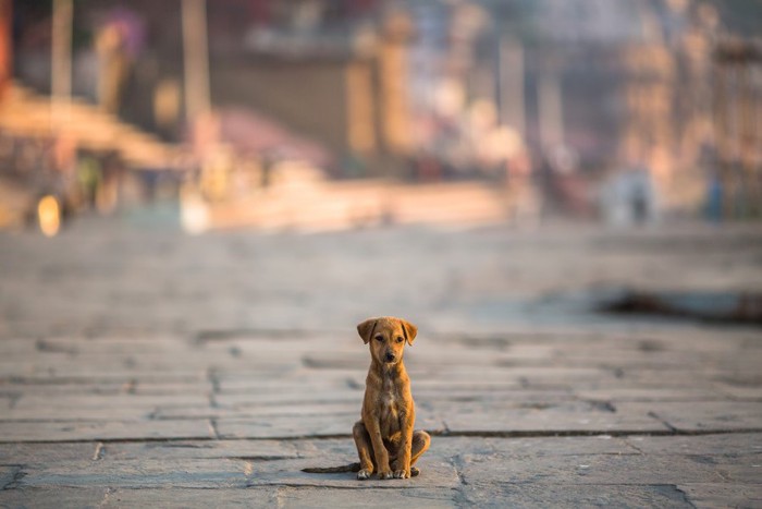 道に座る犬