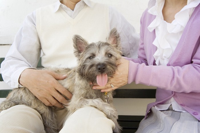 夫婦の男性の膝の上にいる犬