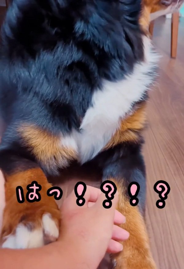 音にビックリするマロンちゃん