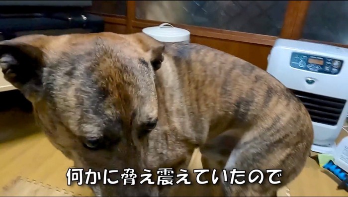 怯えた様子で立ちすくむ犬