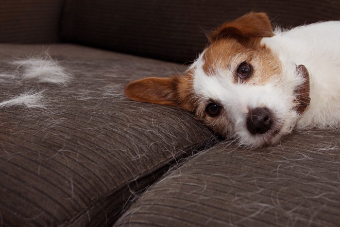 ソファに白い毛をつける、犬